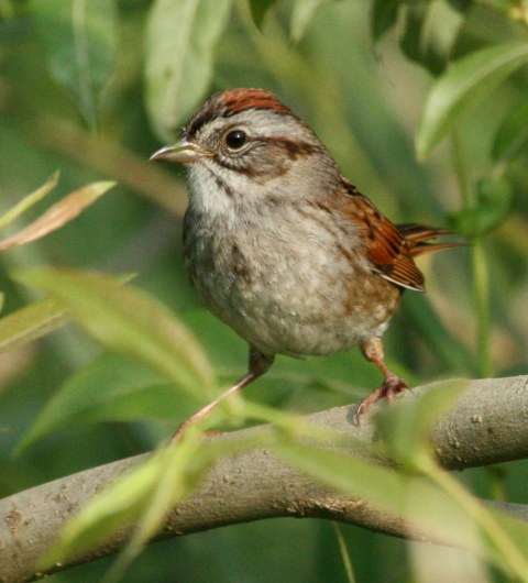 Swamp Sparrow photo #3