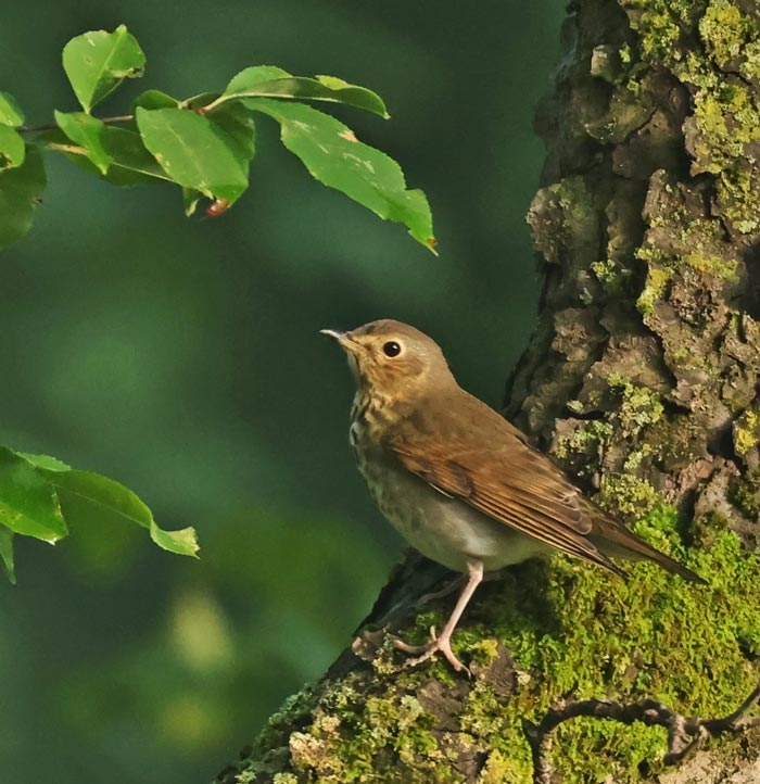 Swainson's Thrush