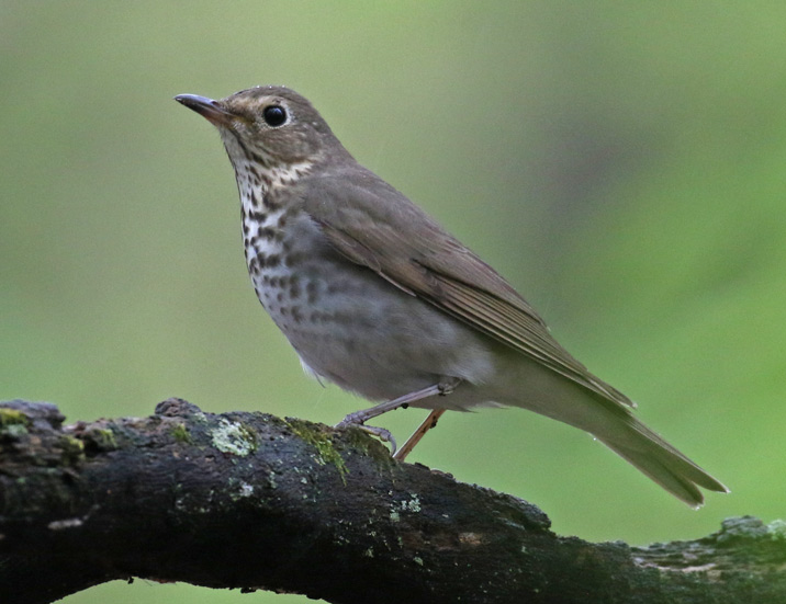 Swainson's Thrush
