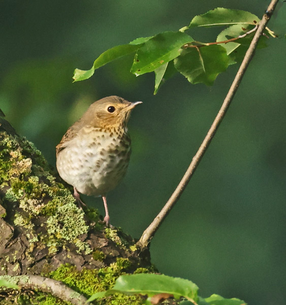 Swainson's Thrush