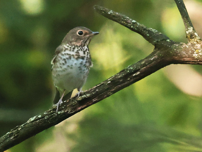 Swainson's Thrush