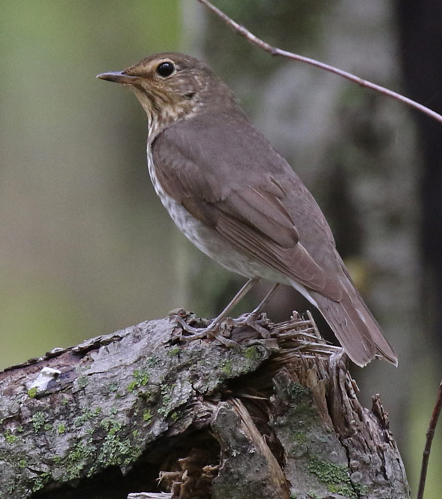 Swainson's Thrush