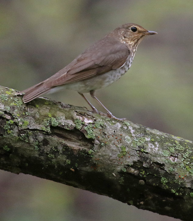 Swainson's Thrush