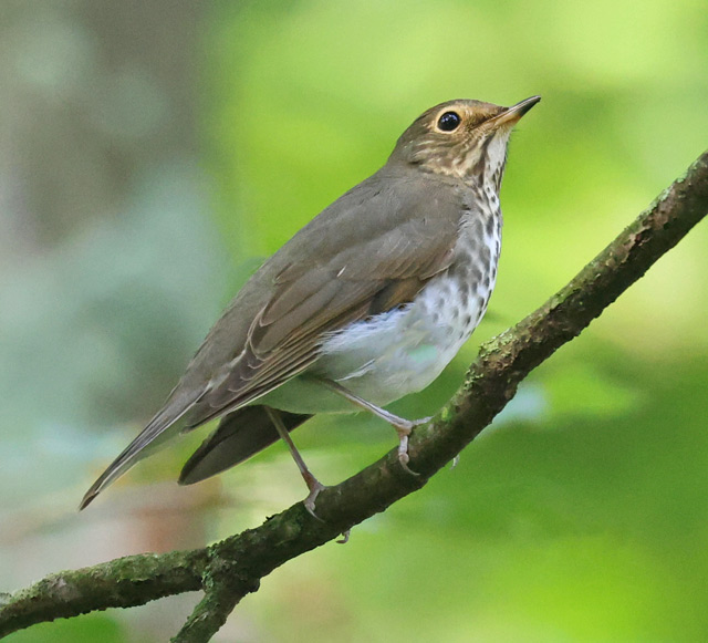 Swainson's Thrush