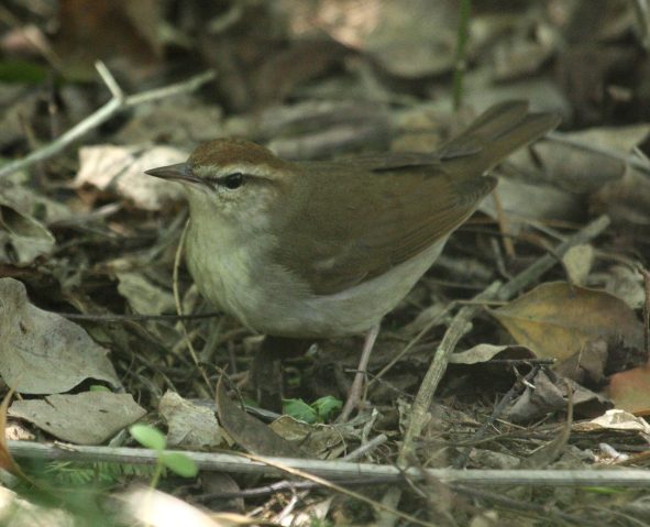 Swainson's Warbler