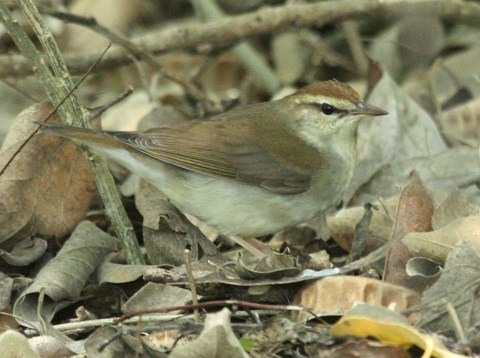 Swainson's Warbler