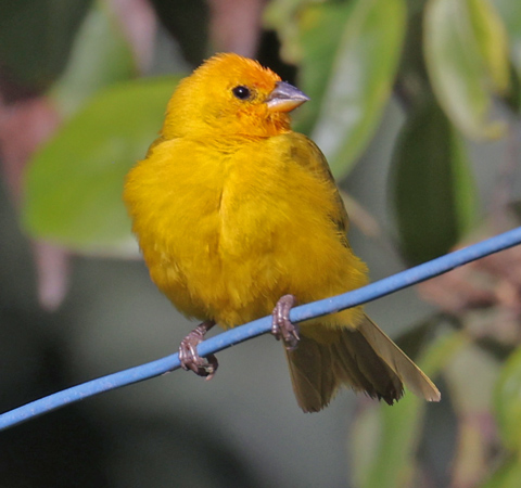 Saffron Finch