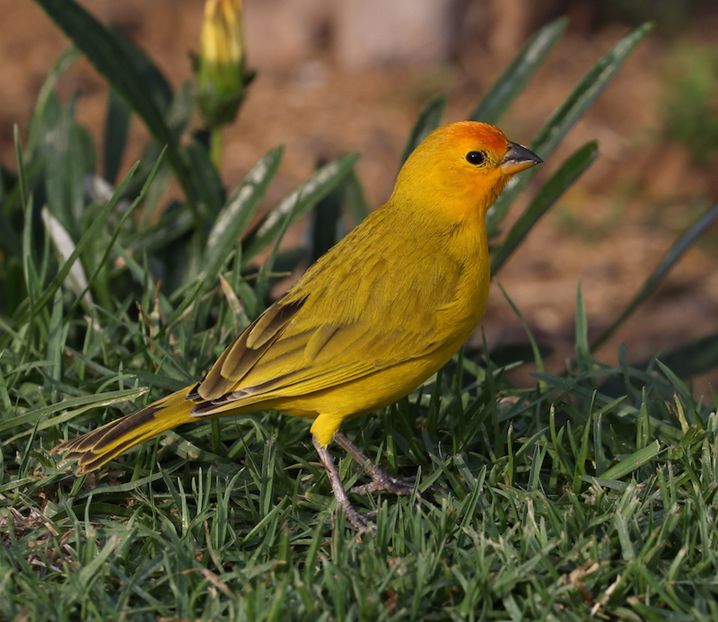 Saffron Finch