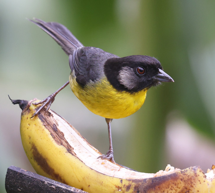 Santa Marta Brushfinch