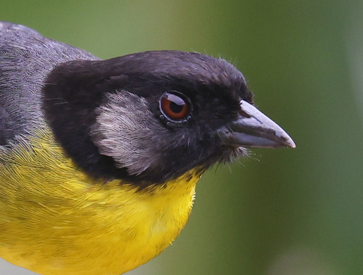 Santa Marta Brushfinch