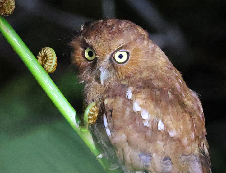 Santa Marta Screech-owl