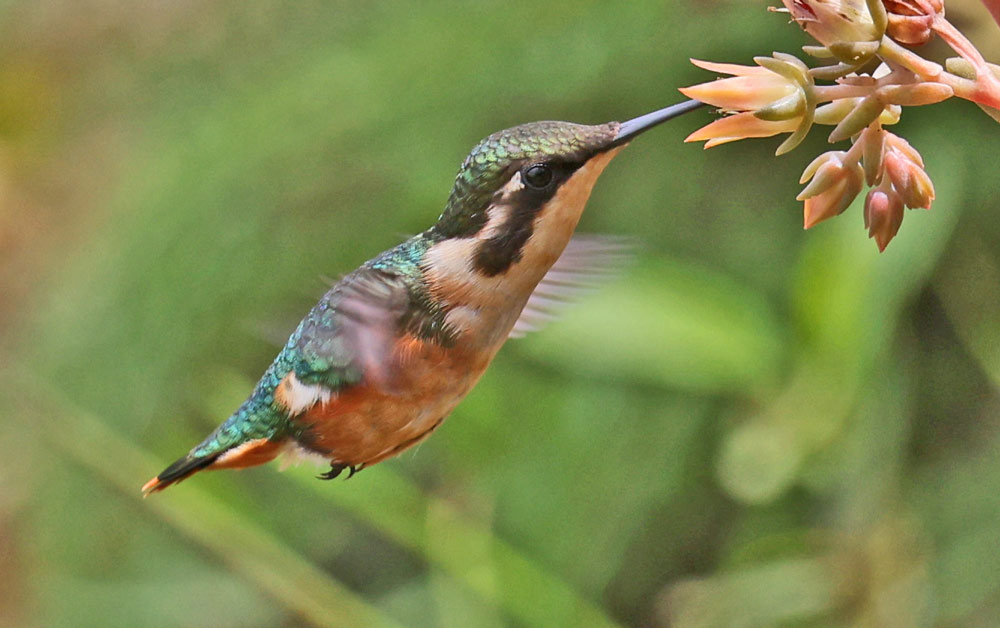 Santa Marta Woodstar