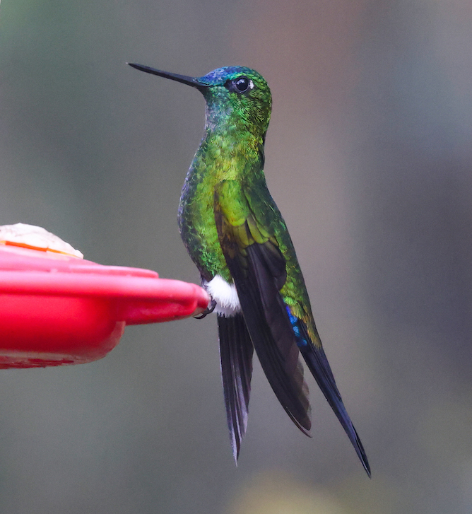 Sapphire-vented Puffleg