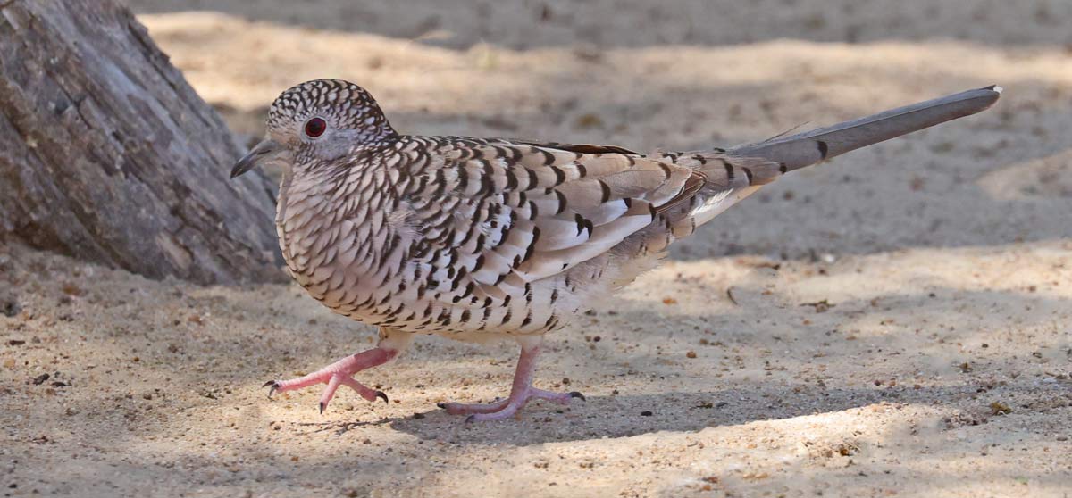 Scaled Dove