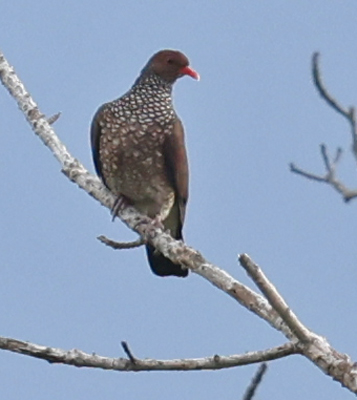 Scaled Pigeon