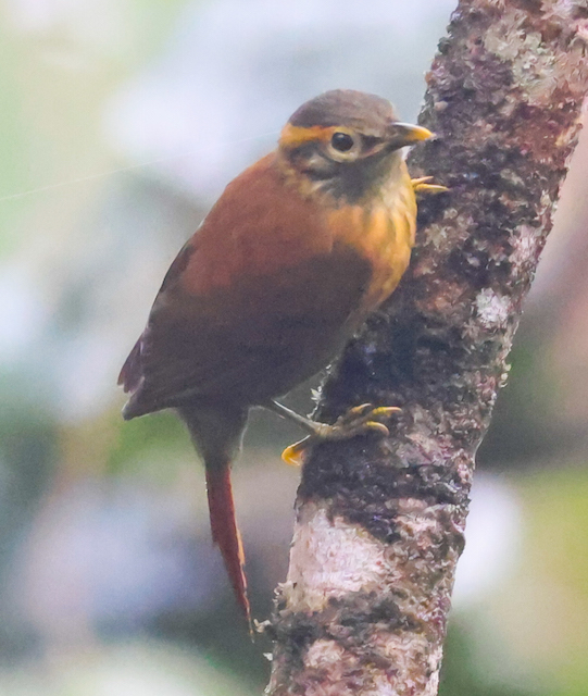Scaly-throated Foliage-gleaner