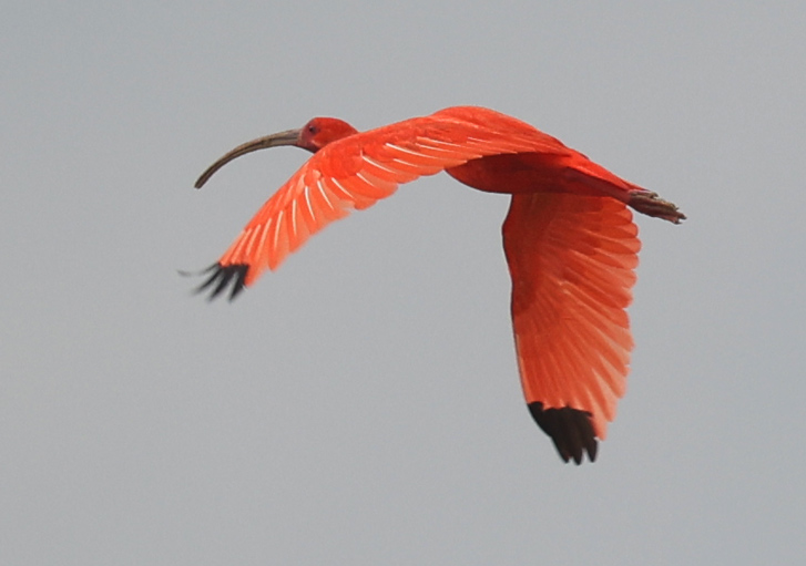 Scarlet Ibis