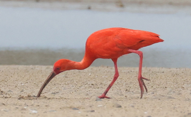 Scarlet Ibis
