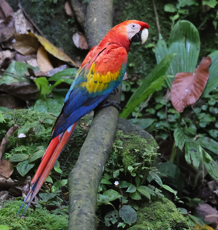 Scarlet Macaw