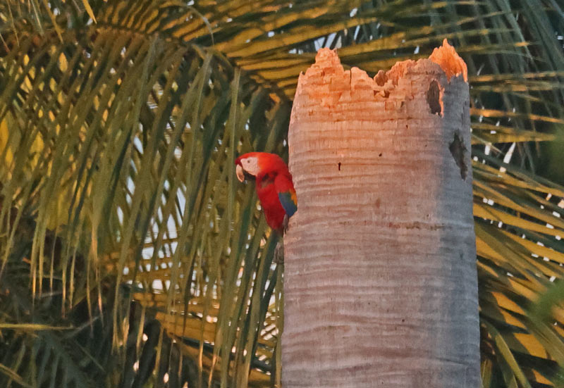 Scarlet Macaw