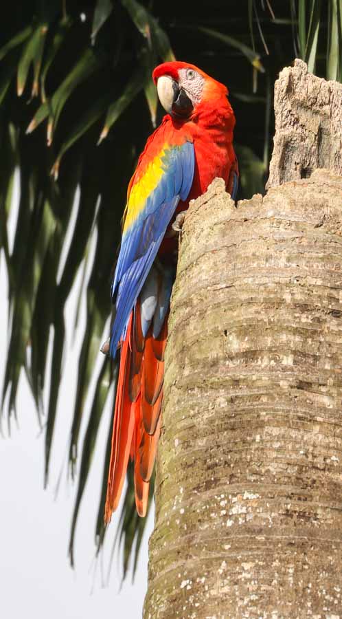 Scarlet Macaw
