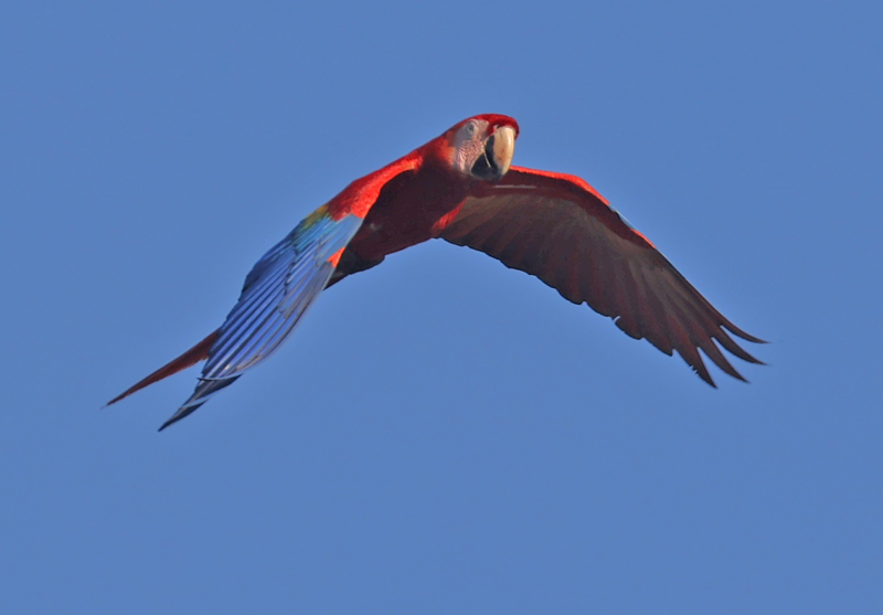 Scarlet Macaw