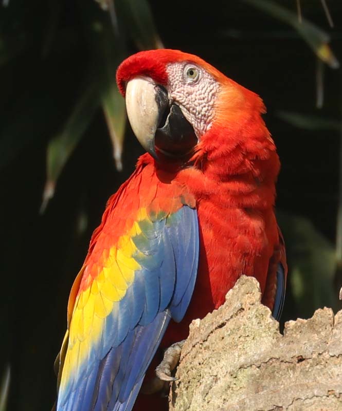 Scarlet Macaw