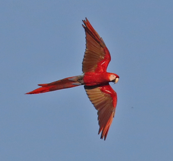 Scarlet Macaw