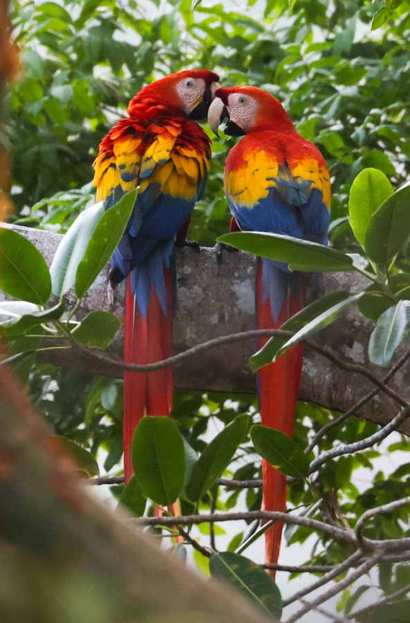 Scarlet Macaw