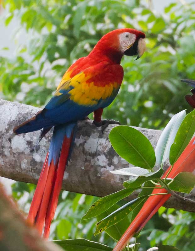 Scarlet Macaw