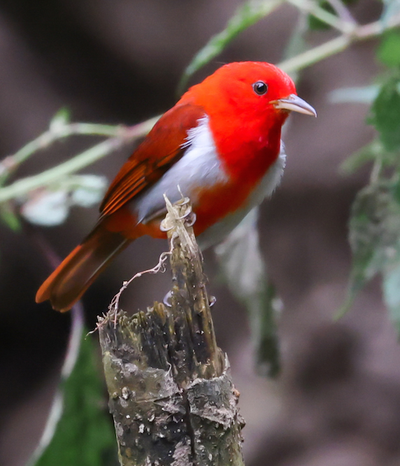 Scarlet-and-white Tanager 