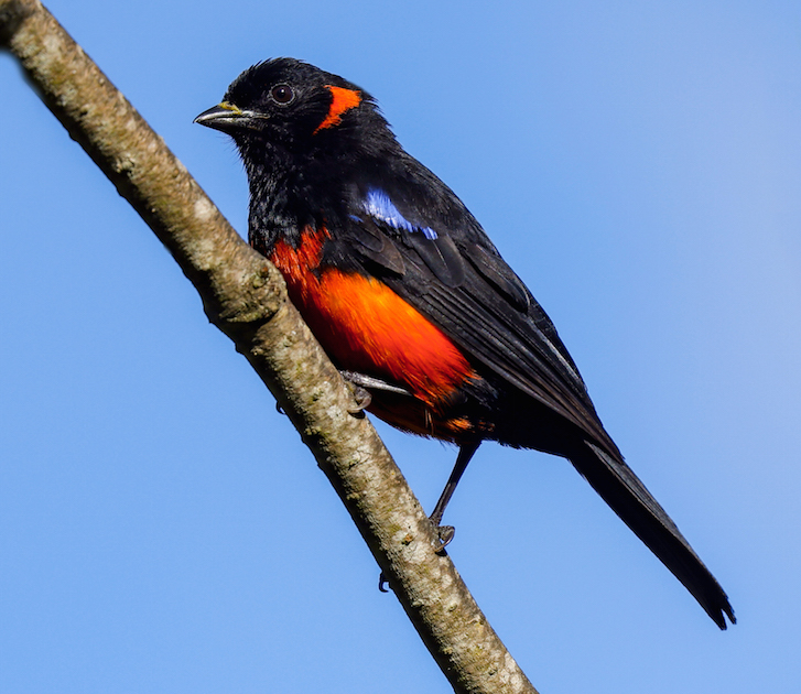 Scarlet-bellied Mountain-tanager
