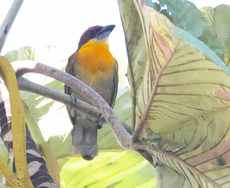 Scarlet-crowned Barbet