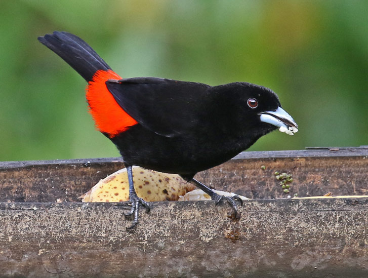 Scarlet-rumped Tanager