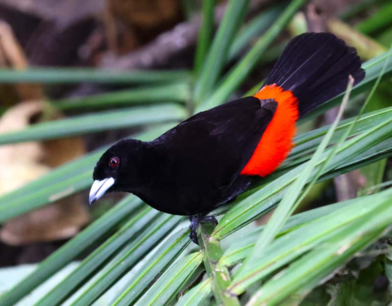 Scarlet-rumped Tanager
