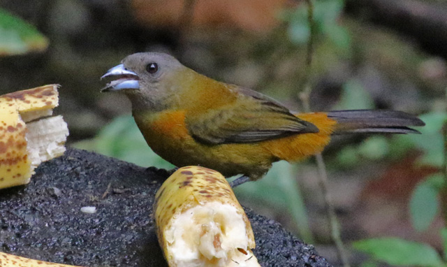 Scarlet-rumped Tanager