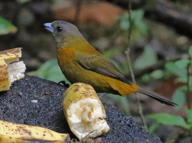 Scarlet-rumped Tanager