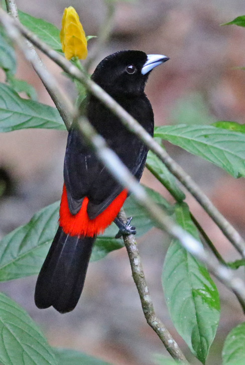 Scarlet-rumped Tanager