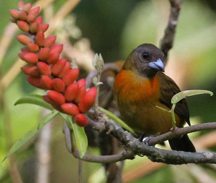 Scarlet-rumped Tanager