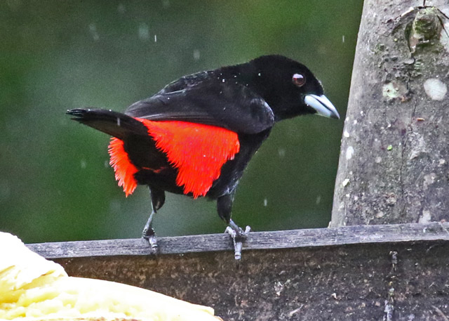 Scarlet-rumped Tanager