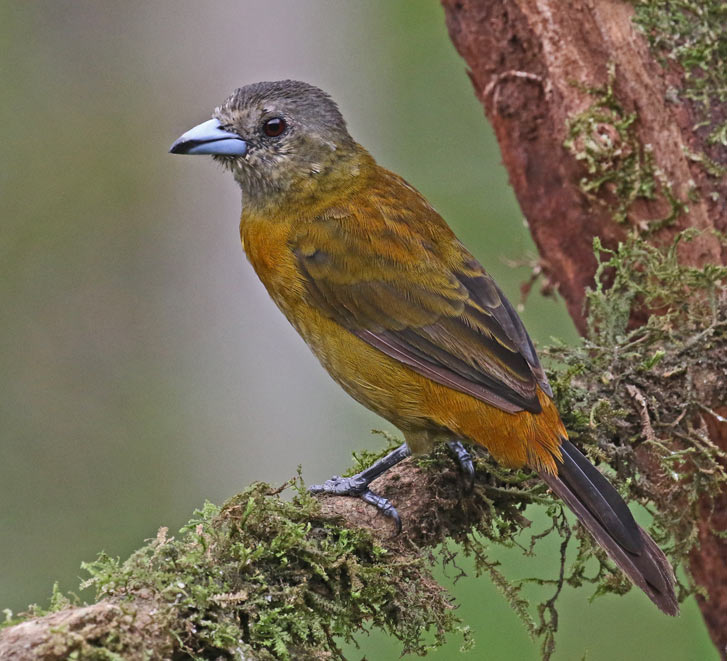 Scarlet-rumped Tanager