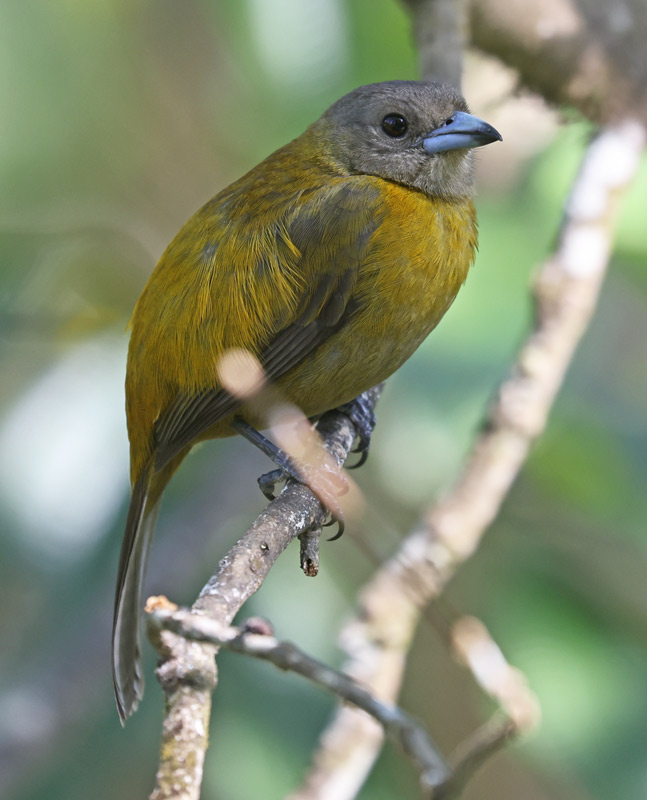 Scarlet-rumped Tanager