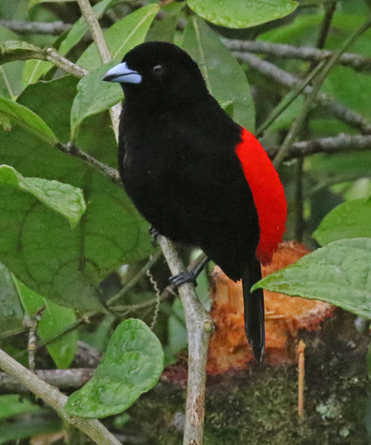 Scarlet-rumped Tanager