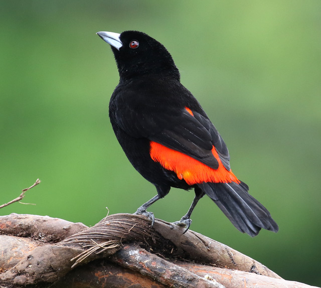 Scarlet-rumped Tanager