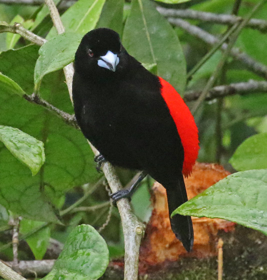 Scarlet-rumped Tanager