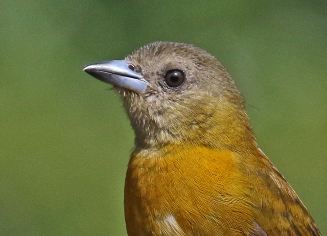 Scarlet-rumped Tanager
