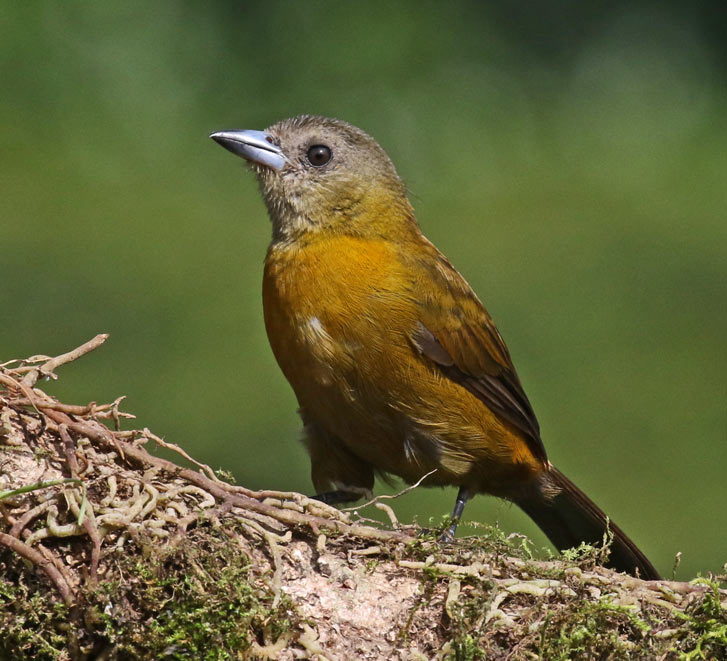 Scarlet-rumped Tanager