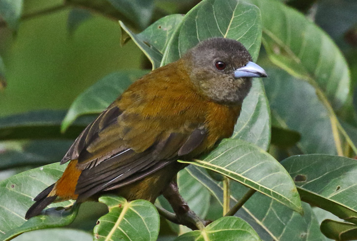 Scarlet-rumped Tanager