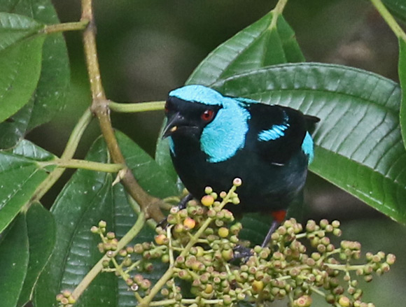 Scarlet-thighed Dacnis