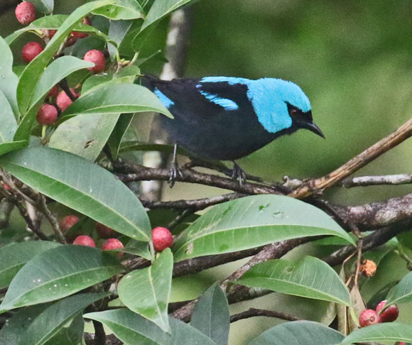 Scarlet-thighed Dacnis